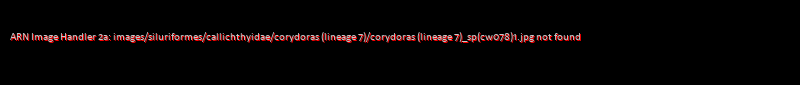 Corydoras (lineage 7) sp. (Cw078)